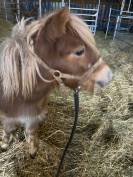 Mare Shetland Pony For sale 2023 Liver chestnut