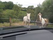 Chevaux de Loisirs à louer