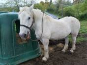 Chevaux de Loisirs à louer