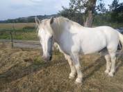 Chevaux de Loisirs à louer