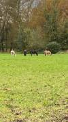 Pension chevaux forêt Ermenonville 40 min Paris
