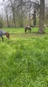 Pension chevaux forêt Ermenonville 40 min Paris
