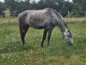 CHEVAL LUSITANIEN 