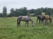 CHEVAL LUSITANIEN 