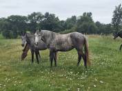 CHEVAL LUSITANIEN 