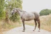Filly Lusitano For sale 2021 Grey