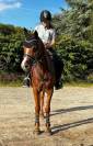 Entier Dutch Riding Pony A vendre 2012 Alezan