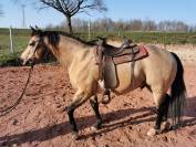 Etalon Quarter Horse buckskin 91% Fondation Née en 2013