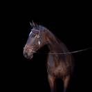 CHEVAL 