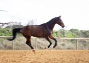 CHEVAL 
