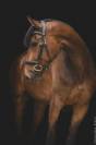 CHEVAL 