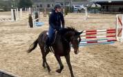 Castrone Cavallo da Sport Irlandese In vendita 2018 Grigio