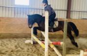 Gelding Irish Sport Horse For sale 2018 Grey