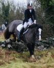 Gelding Irish Sport Horse For sale 2018 Grey
