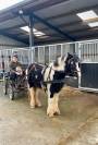Castrone Cavallo da Sport Irlandese In vendita 2018 Grigio