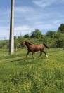 Petit cheval - 6 ans - OC/Zangersheide