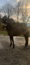 Cavalla British Spotted Pony In vendita 2018 Baio scuro
