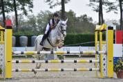 Gelding Other Pony Breed For sale 2008 Grey
