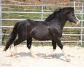 Welsh mountain poney A 1,10m