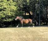 Merrie KWPN Nederlands sportpaard Te koop 2007 Bruin / Bai ,  FERRO