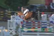 Merrie KWPN Nederlands sportpaard Te koop 2007 Bruin / Bai ,  FERRO