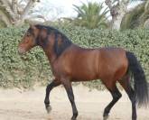 Stallion PRE Pure Spanish Bred For sale 2019 Bay