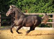 SILVER ONEX WOOD - Quarter Horse 2015 ,  Silver wood strike