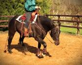SILVER ONEX WOOD - Quarter Horse 2015 por Silver wood strike