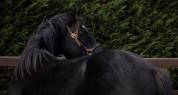SAILLIE 2024 BLACK QUARTER HORSE 