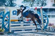 Gelding Other Pony Breed For sale 2015 Bay