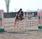 Gelding Other Pony Breed For sale 2015 Bay
