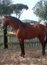 Stallion PRE Pure Spanish Bred For sale 2021 Other color