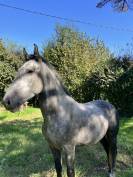Castrone Cavallo da Sella In vendita 2020 Grigio