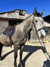 Castrone Cavallo da Sella In vendita 2020 Grigio