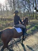 Gelding Saddle Horse For sale 2018 Bay