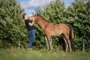 Gelding Other Horse Breed For sale 2023 Bay