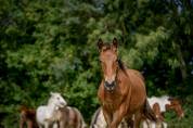 Castrone Altre Razze di Cavalli In vendita 2023 Baio