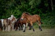 Ruin Andere paarden rassen Te koop 2023 Donker bruin / bai
