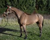 Castrone BWP Cavallo da Sangue Belgio In vendita 2018 Baio ,  CHATMAN