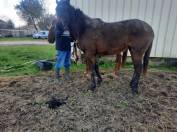 Filly English Thoroughbred For sale 2021 Bay