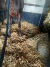 Filly English Thoroughbred For sale 2021 Bay
