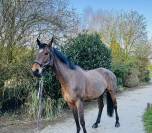 Gelding AES Anglo European Studbook For sale 2015 Bay