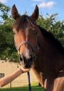 Jazzy, 5 ans, poney Français