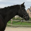 Castrone BWP Cavallo da Sangue Belgio In vendita 2019 Baio ,  SANDREO