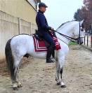 Cavallo Spagnolo Andaluso PRE Pura Razza Spagnola