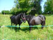 Mare French Trotter For sale 2012 Black