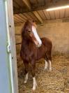 Colt French Saddle Pony For sale 2023 Chesnut