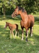 Colt French Saddle Pony For sale 2023 Chesnut