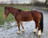 Magnifique poney welsh cob 7 ans