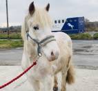 Irish cobs / gypsy ponies